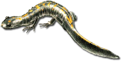 AMBYSTOMA MACRODACTYLUM.