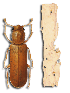 LYCTUS LINEARIS GOEZE