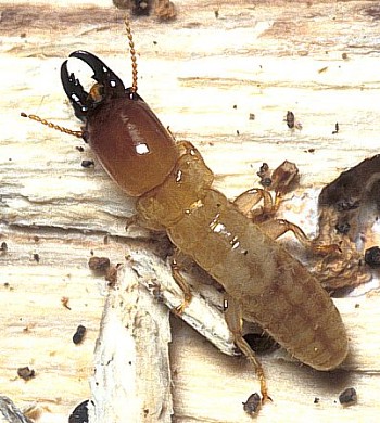 Reticulitermes-lucifugus