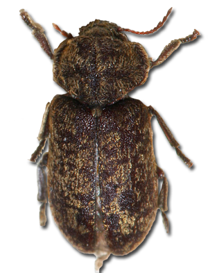 Xestobium rufovillosum