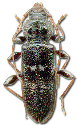 Hylotrupes bajulus L. - capricorne des maisons