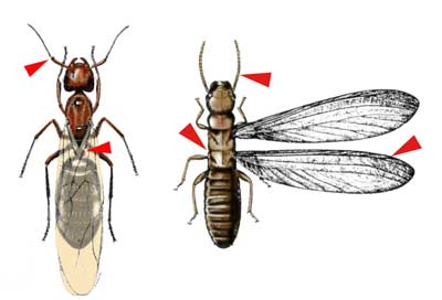 différence entre fourmie et termite