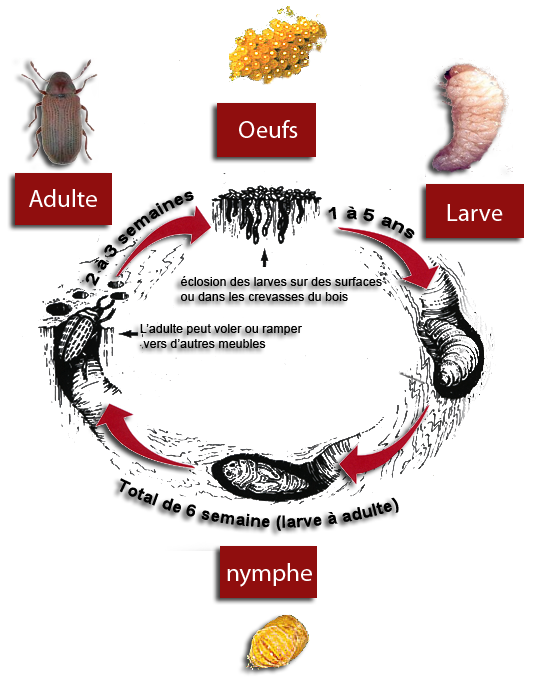 insectes xylophages cycle evolution