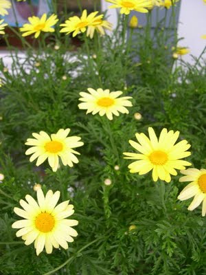 Chrysanthemum morifolium