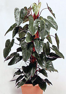 Philodendron erubescens