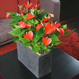 anthurium andreanum