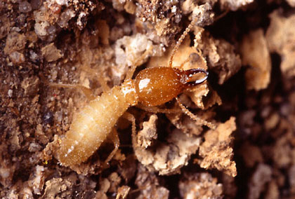 soldat_termite